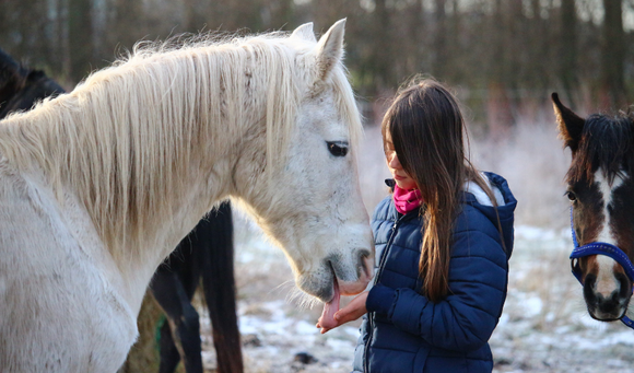 Your Aging Horse: Winter Horse Care