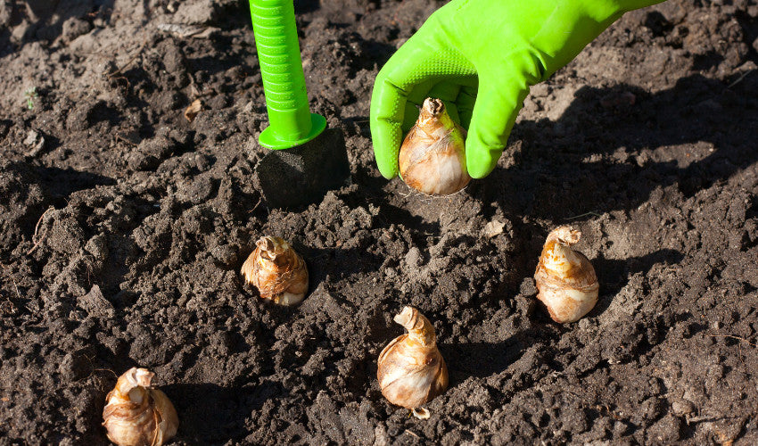 Late Fall Planting: What You Can Still Sow Before Winter