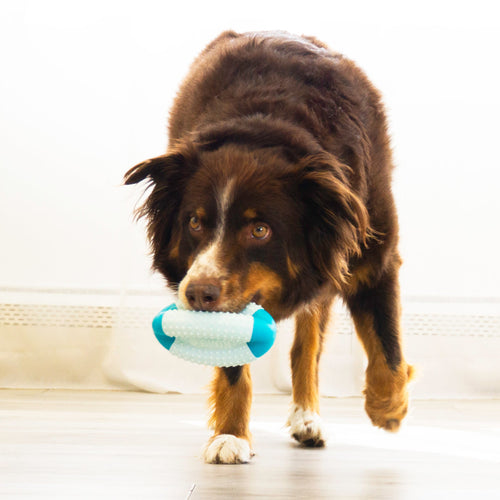 KONG Duets Dental Football Dog Toy