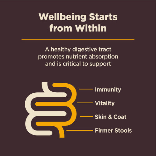 Wellness CORE Digestive Health Puppy Chicken & Brown Rice Dog Food