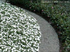 Curv-Rite 2000 Series Aluminum Landscape Edging
