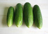 Seedway Straight 8 Cucumber (Treated Seeds)