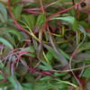 Seedway Bright Lights Swiss Chard (Not Treated)