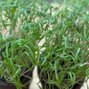 Seedway Dill Dukat (Not Treated)